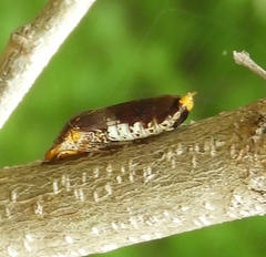 Homalodisca ichthyocephala