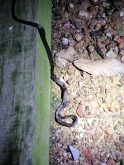 Leptodeira ashmeadii