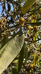 Phoradendron nervosum