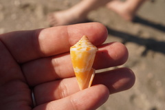 Conus scalaris