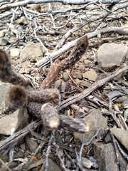 Pterocactus tuberosus