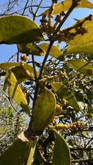 Phoradendron nervosum