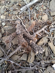 Pterocactus tuberosus