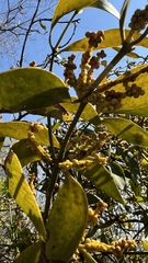 Phoradendron nervosum