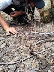 Pterocactus tuberosus