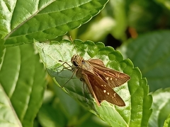 Pelopidas mathias