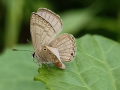 Luthrodes pandava