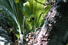 Catasetum integerrimum