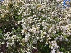 Kunzea ambigua