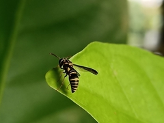 Stenodyneriellus guttulatus