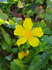 Hibbertia scandens