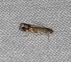 Anacampsis