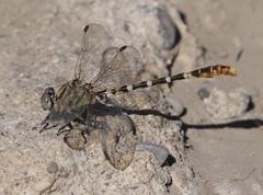 Erpetogomphus