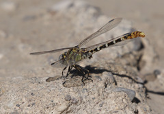 Erpetogomphus