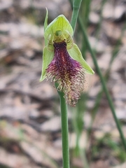 Calochilus robertsonii