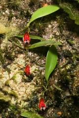 Lepanthes caritensis