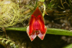 Lepanthes caritensis