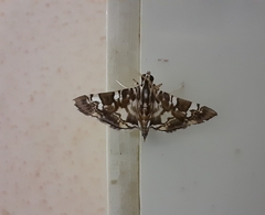 Chabula acamasalis