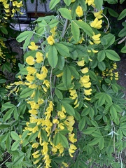 Laburnum