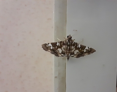 Chabula acamasalis