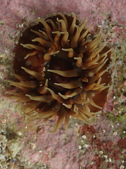 Anemonia mutabilis