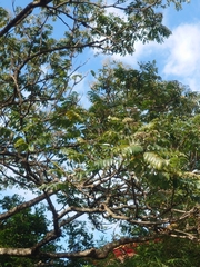 Zanthoxylum ailanthoides