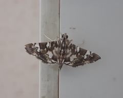 Chabula acamasalis