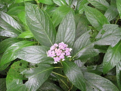 Hydrangea involucrata