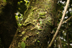 Lepanthes caritensis