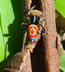 Maratus pavonis