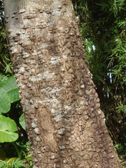 Zanthoxylum ailanthoides