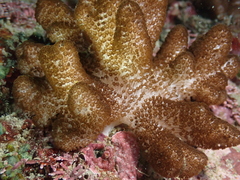 Cladiella