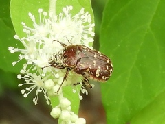 Euphoria leucographa