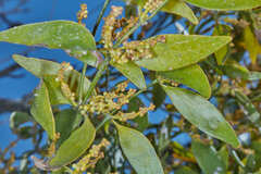 Phoradendron nervosum