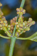 Phoradendron nervosum