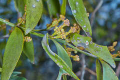 Phoradendron nervosum