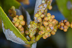 Phoradendron nervosum