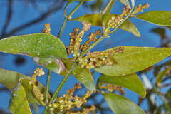Phoradendron nervosum
