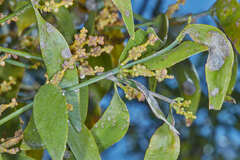 Phoradendron nervosum