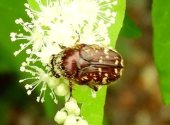 Euphoria leucographa
