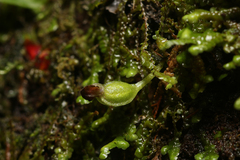 Lepanthes caritensis
