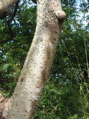 Zanthoxylum ailanthoides