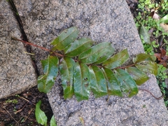 Zanthoxylum ailanthoides