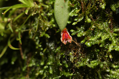 Lepanthes caritensis