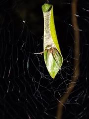 Zygiellinae