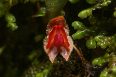 Lepanthes caritensis