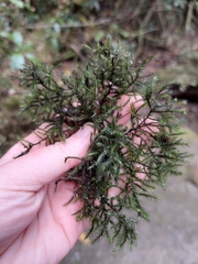 Echinodiopsis hispida