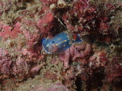 Hypselodoris festiva