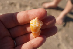Conus scalaris