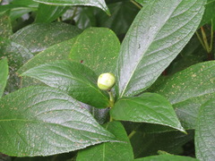 Hydrangea involucrata